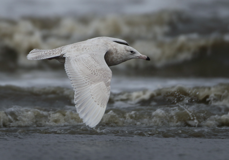 MAP: Glaucous Gull - Larus hyperboreus (Grote Burgemeester)