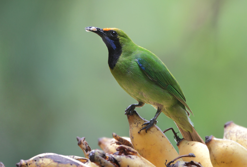 Leafbirds - Chloropseidae 