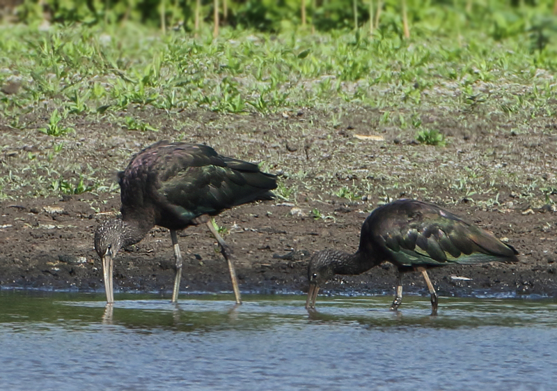 Glossy Ibis - Plegadis falcinellus (Zwarte Ibis)