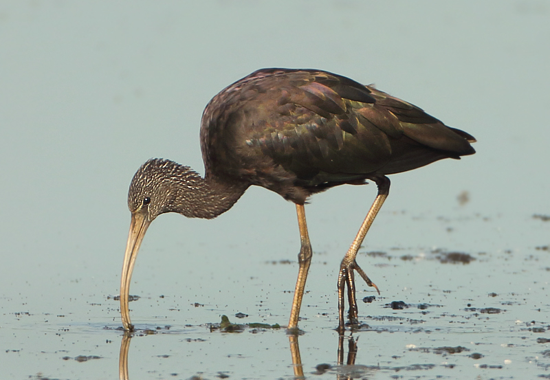 Glossy Ibis - Plegadis falcinellus (Zwarte Ibis)