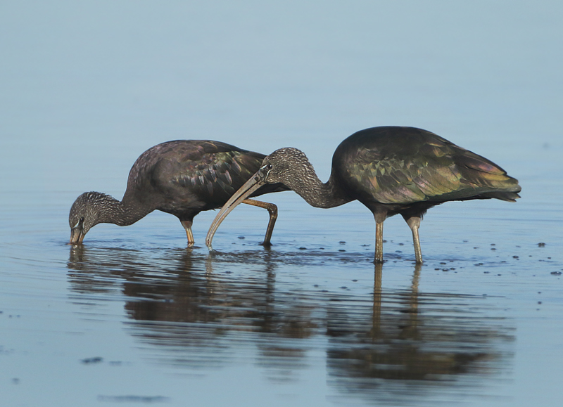 Glossy Ibis - Plegadis falcinellus (Zwarte Ibis)