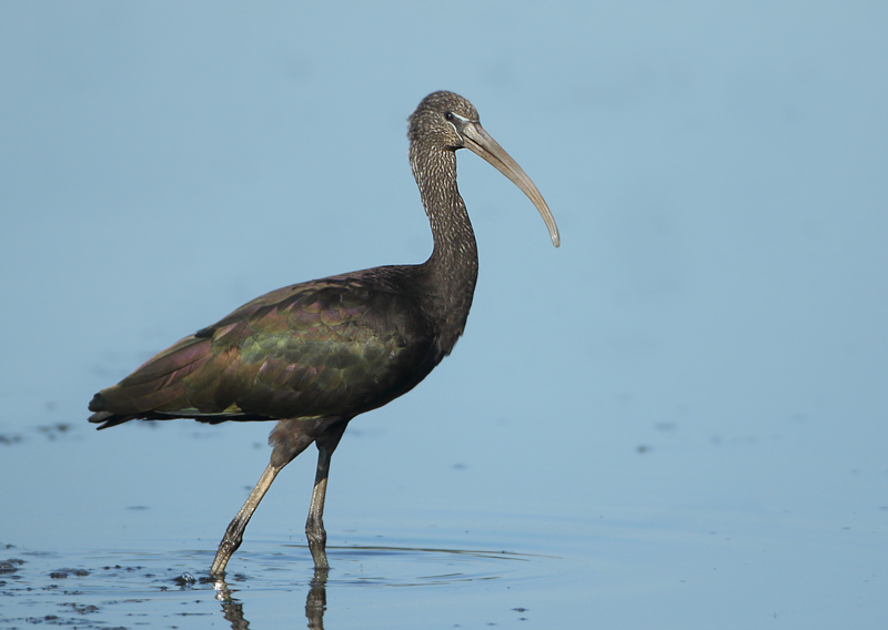 Glossy Ibis - Plegadis falcinellus (Zwarte Ibis)