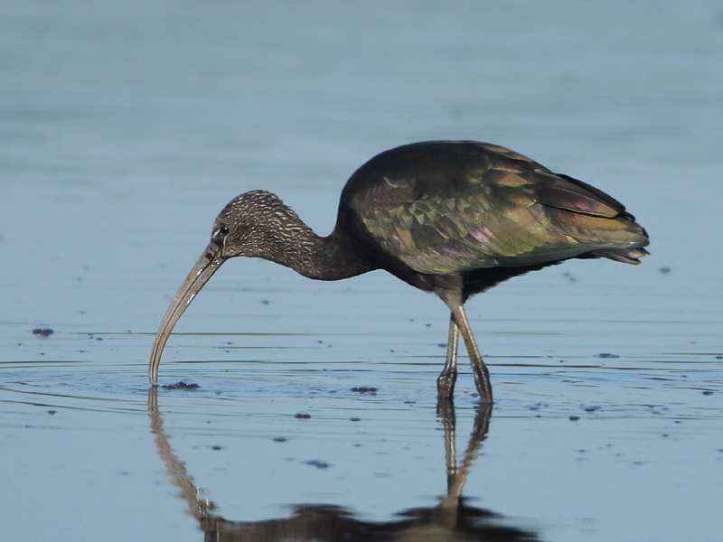 Glossy Ibis - Plegadis falcinellus (Zwarte Ibis)