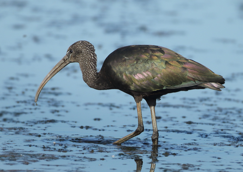 MAP: Glossy Ibis - Plegadis falcinellus (Zwarte Ibis)
