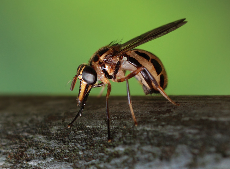 Diptera - Flies and Mosquitos