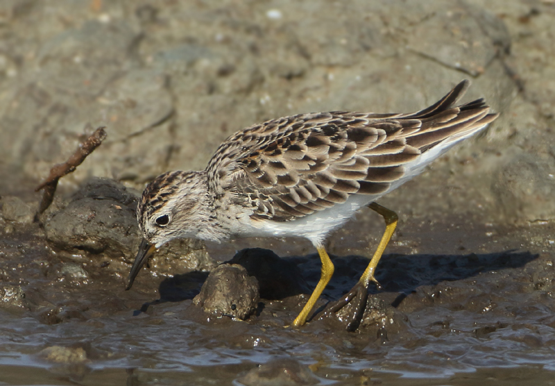 Long-toed Stint - Calidris subminuta (Taigastrandloper)