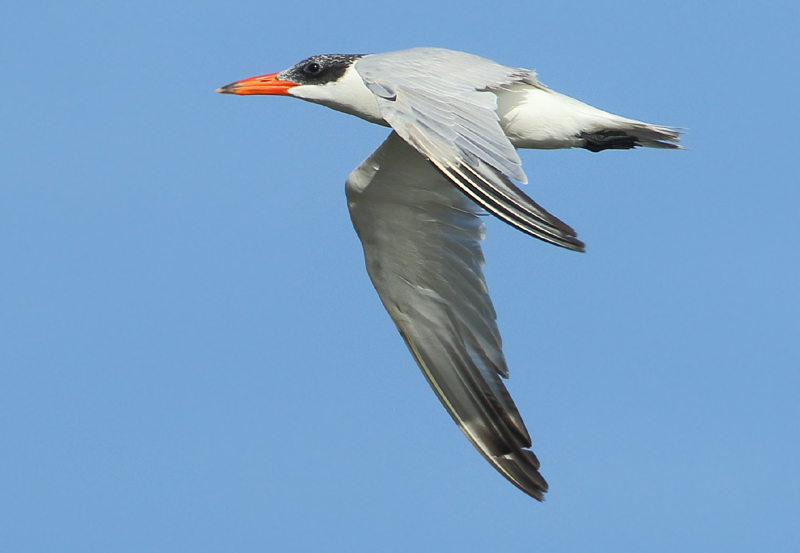 MAP: Caspian Tern - Hydroprogne caspia