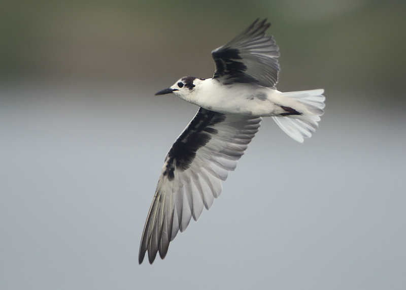 MAP: White-winged Tern - Chlidonias leucopterus