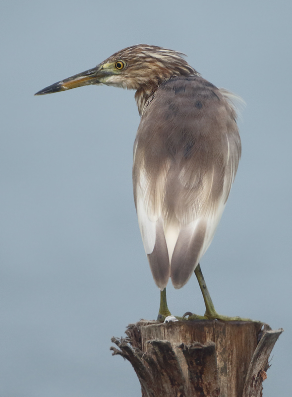 pond heron-spec - Ardeola spec.