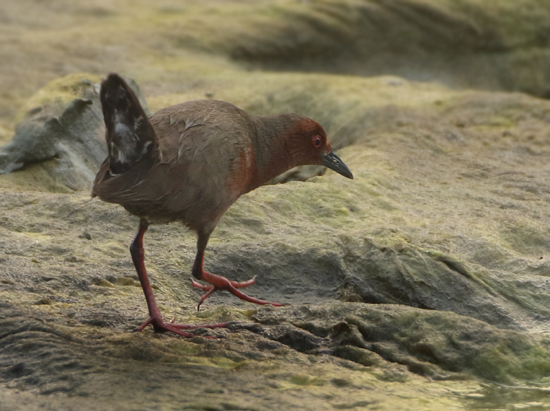Rails - Rallidae (Rallen)