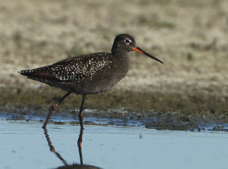 MAP: Spotted Redshank - Tringa erythropus (Zwarte Ruiter)
