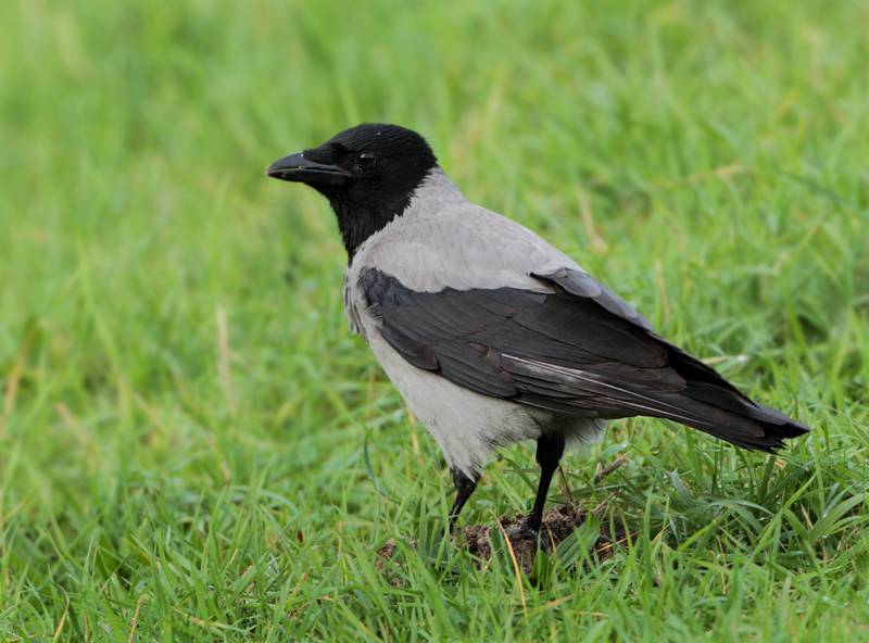 MAP: Hooded Crow - Corvus cornix (Bonte Kraai)