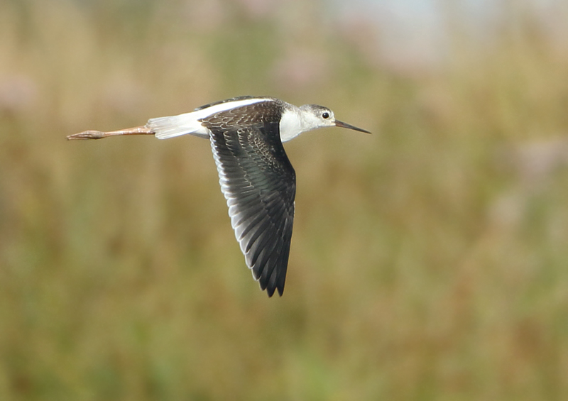 MAP: Black-winged Stilt - Himantopus himantopus (Steltkluut)