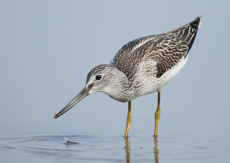 MAP: Common Greenshank - Tringa nebularia (Groenpootruiter)