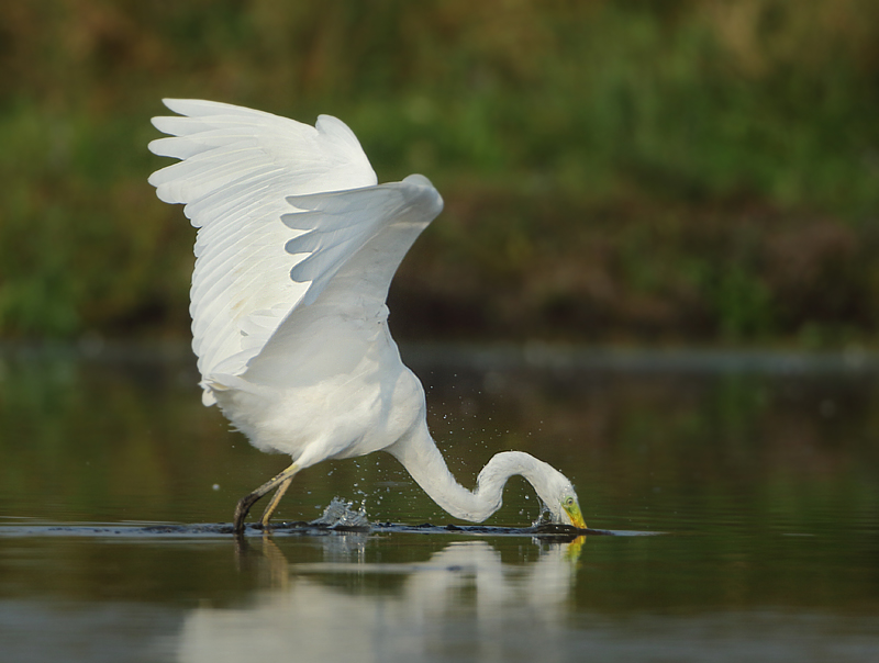 Great Egret - Ardea alba (Grote Zilverreiger)