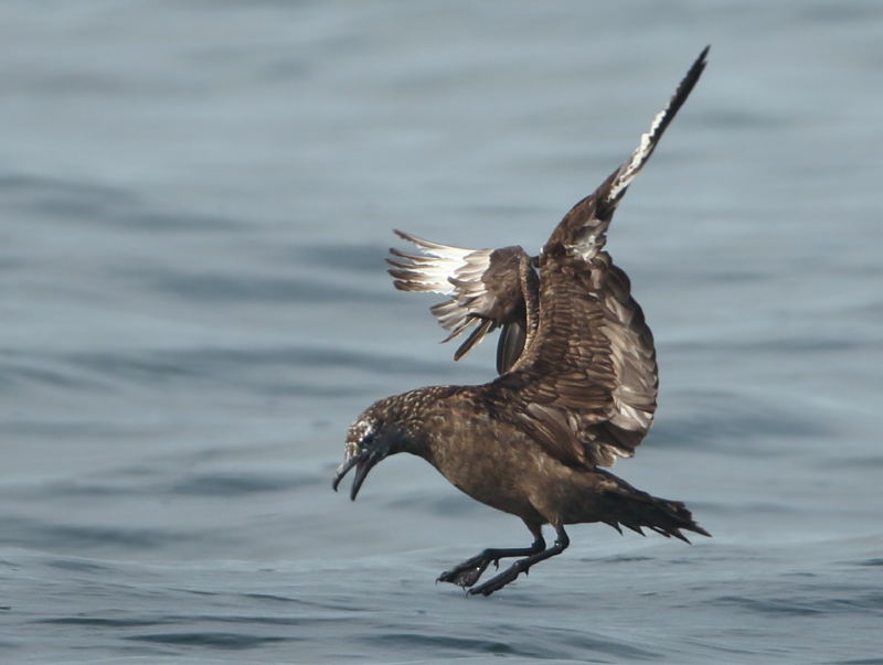 Great Skua - Stercorarius skua (Grote Jager)
