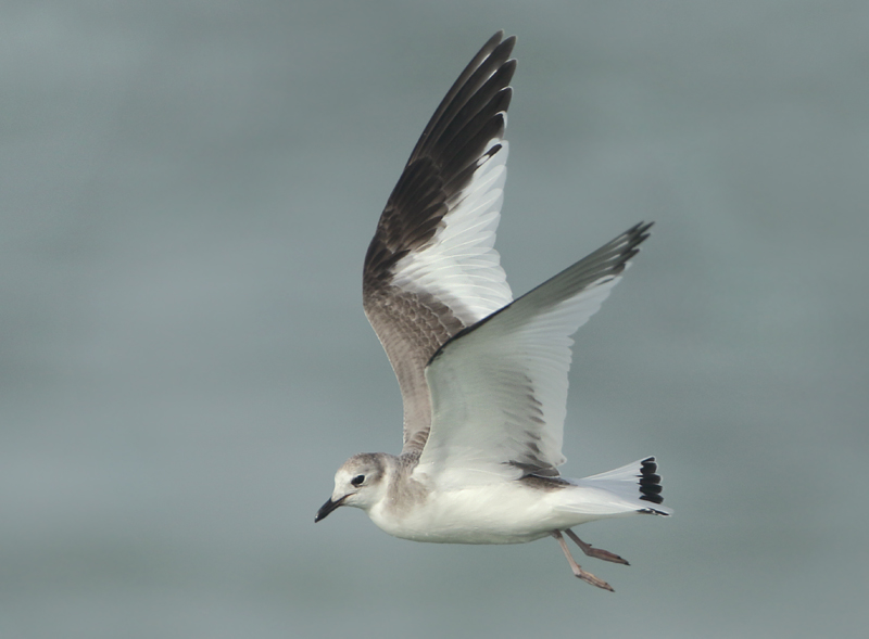 MAP: Sabine's Gull - Xema sabini (Vorkstaartmeeuw)