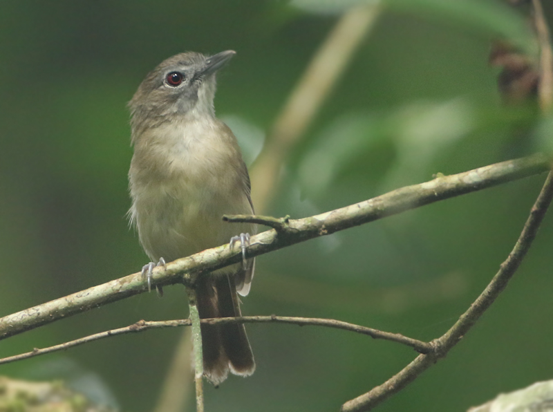 Babblers - Pellorneidae