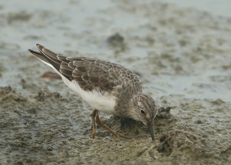 MAP: Temminck's Stint - Calidris temminckii