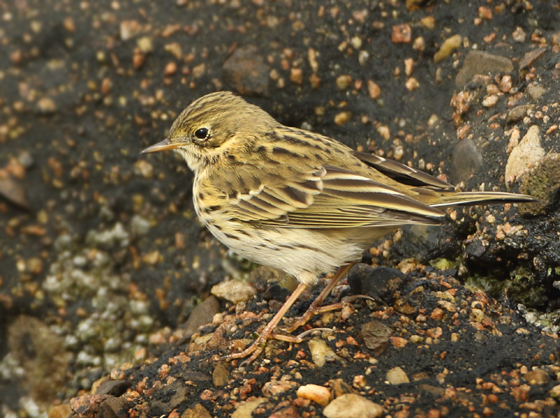 MAP: Rock Pipit - Anthus petrosus (Oeverpieper)