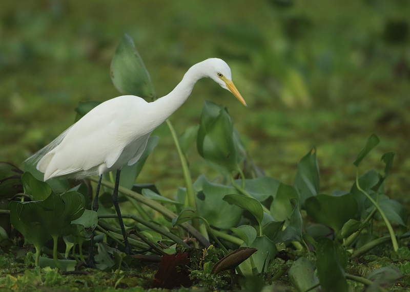 Intermediate Egret - Mesophoyx intermedia (Middelste Zilverreiger)