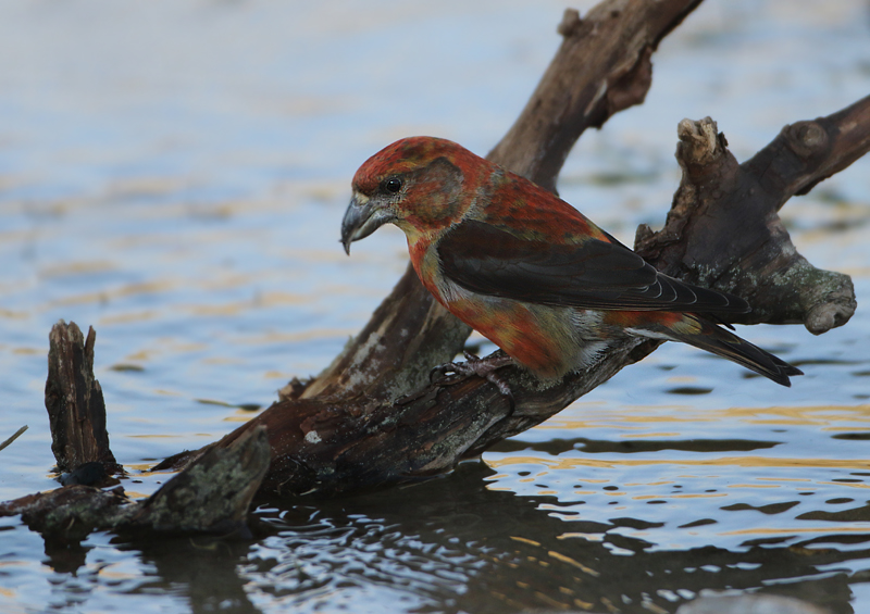 MAP: Red Crossbill - Loxia recurvirostra (Kruisbek)