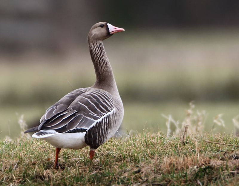 Greater White-fronted Goose x Greylag Goose ?