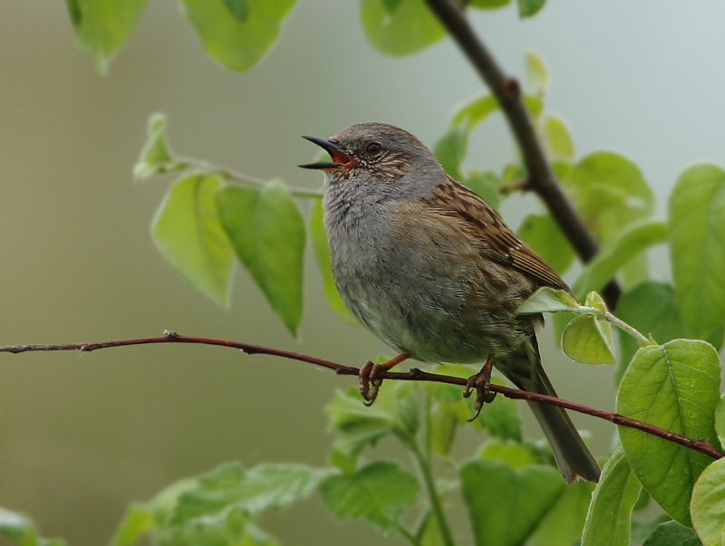 Dunnocks - Prunellidae (Heggenmussen)