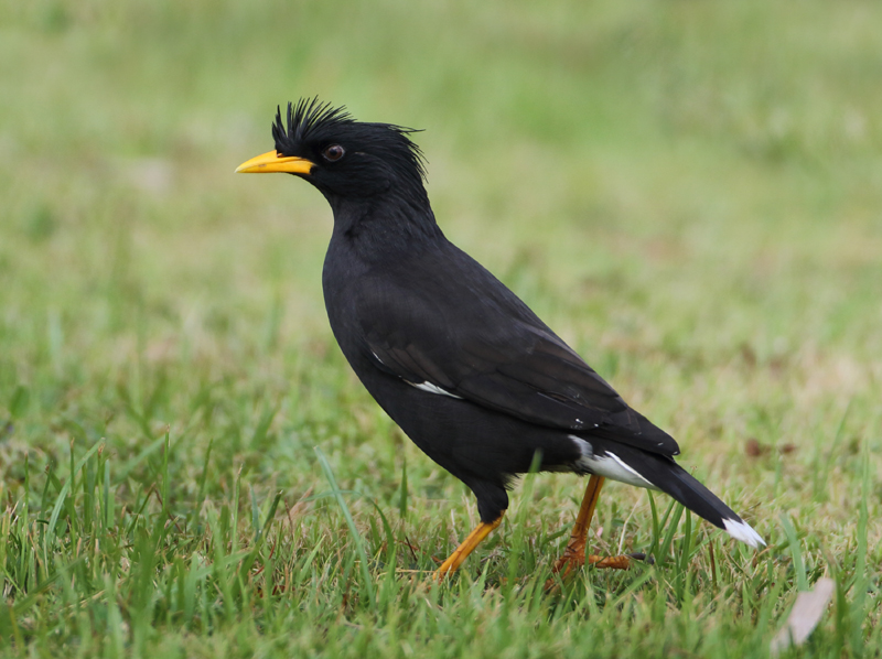 MAP: White-vented Myna - Acridotheres grandis 