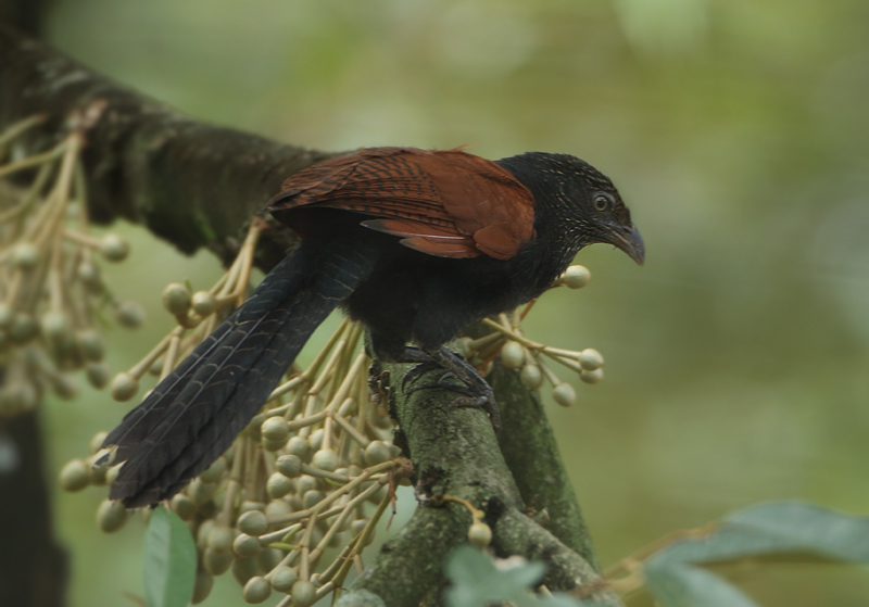 Cuckoos and relatives - Cuculidae (Koekoeken)