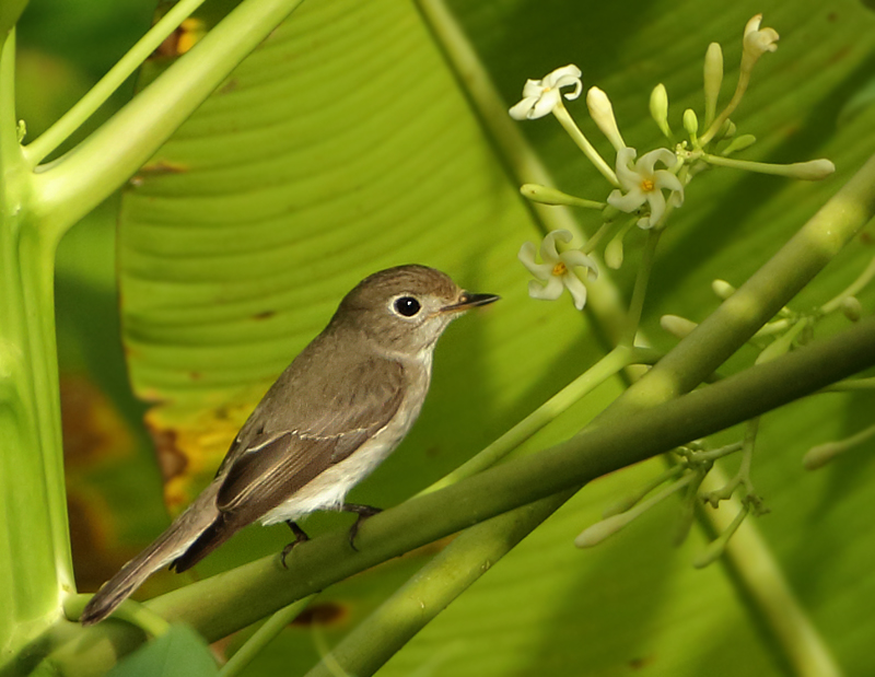 Asian Brown Flycatcher- Muscicapa dauurica