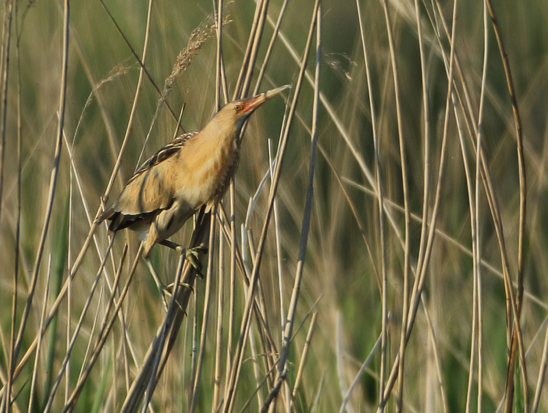 MAP: Little Bittern - Ixobrychus minutus (Woudaapje)