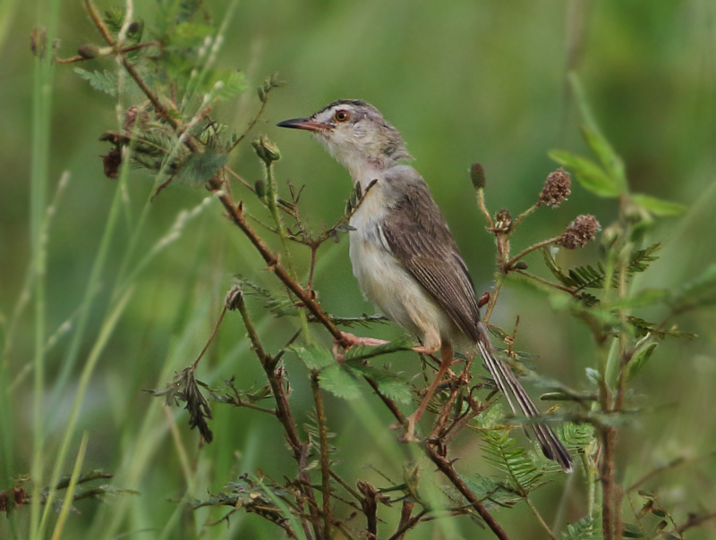 Prinia's and Cisticola's - Cisticolidae 
