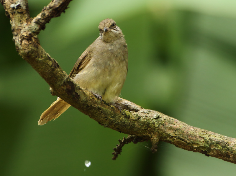 MAP: Streak-eared Bulbul - Pycnonotus conradi