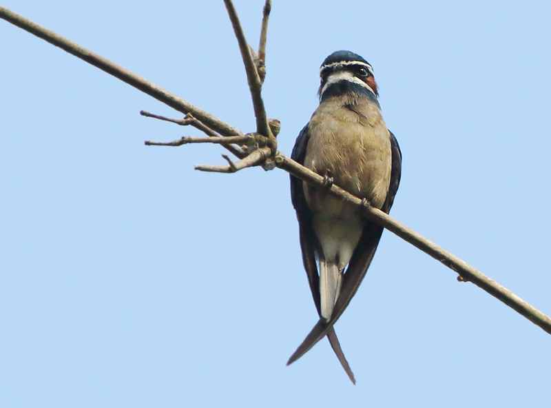 Hemiprocnidae - Treeswifts