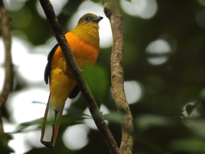Trogons - Trogonidae (Trogons)