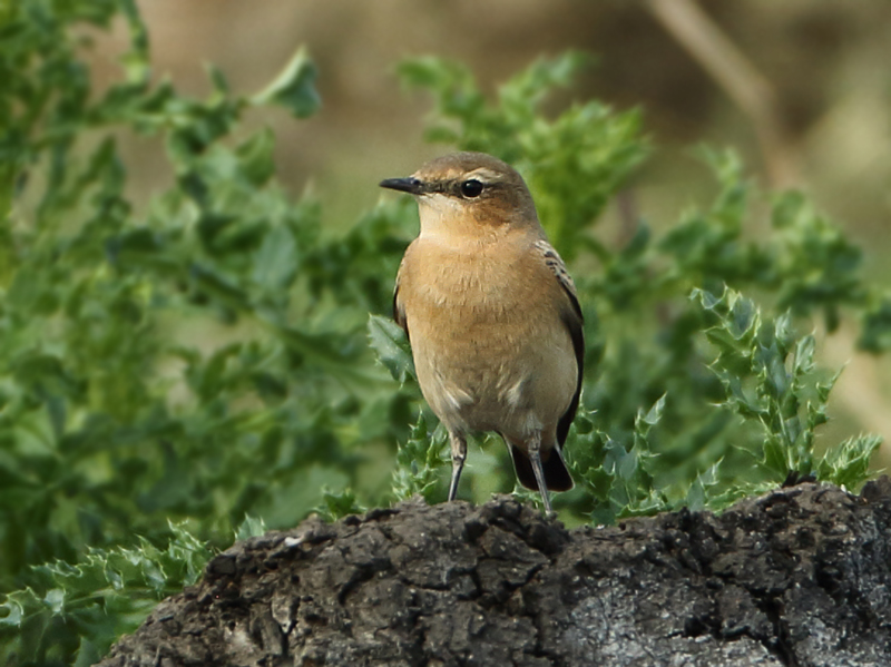 MAP: Northern Wheatear - Oenanthe oenanthe (Tapuit)