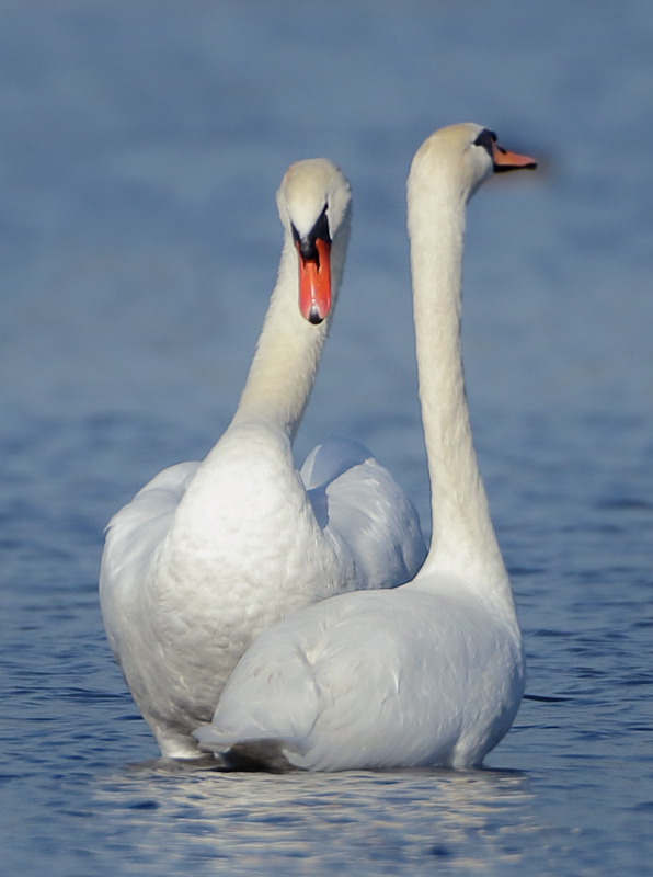 Mute Swan - Cygnus olor (Knobbelzwaan)