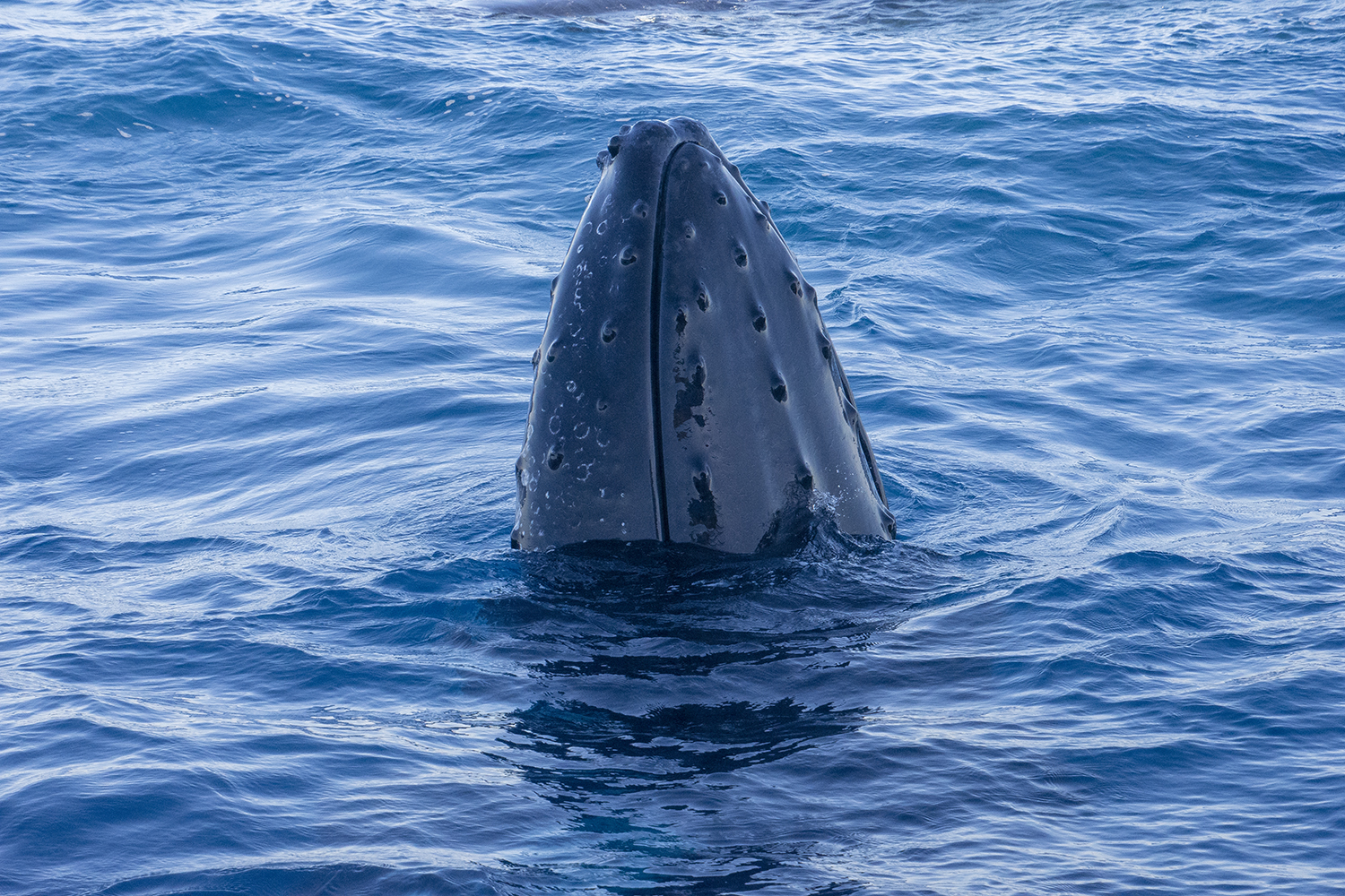 2018 Whalewatching Tasman Venture  Mugging the boat
