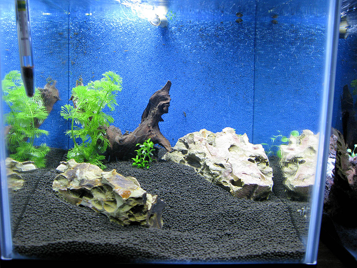 New breeding tank