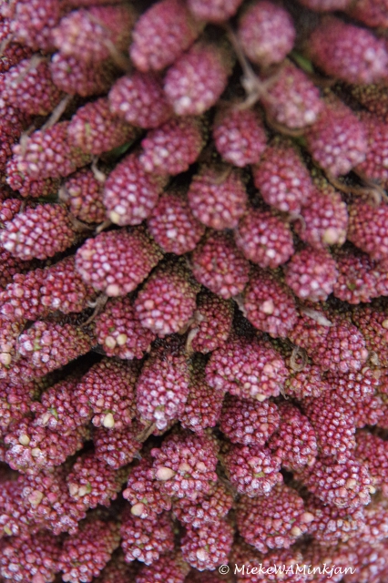 Macro