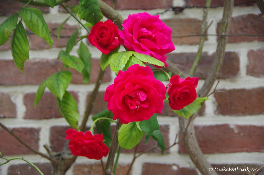 Wall flowers