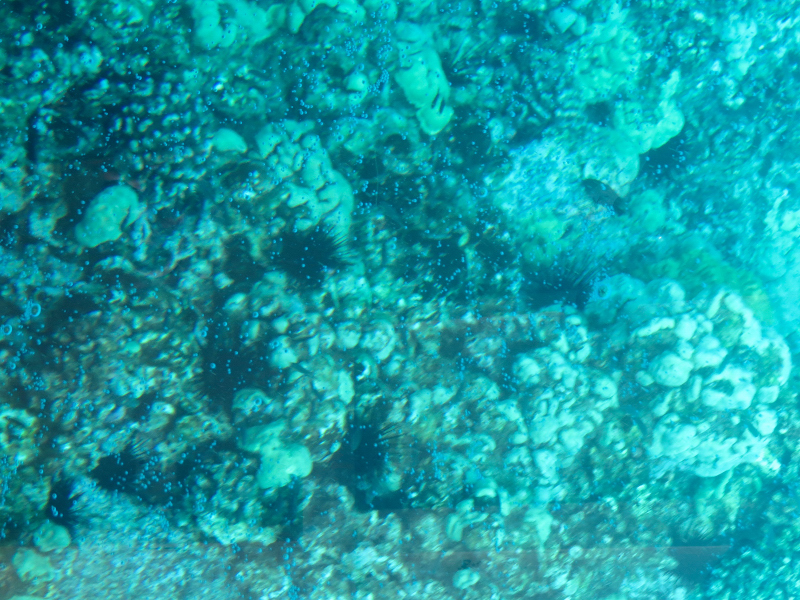 Reef off Kona