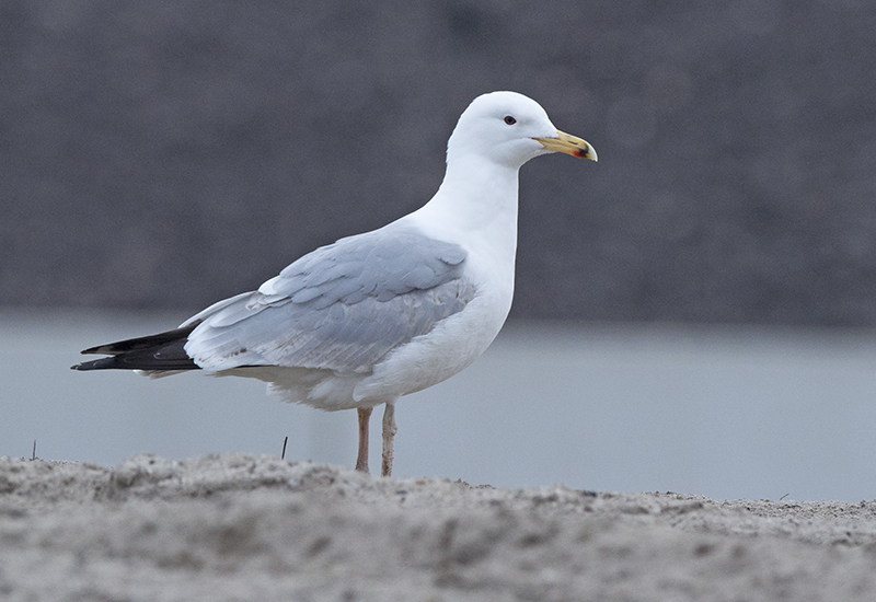 Pontische meeuw staand winter derde maart 2015.jpg