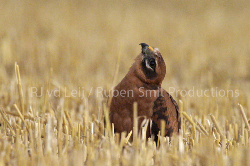 Nest of pallid harrier in the netherlands 6