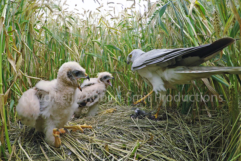 Nest of pallid harrier in the netherlands 9