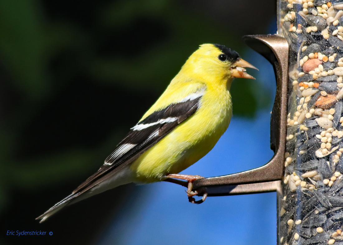 American Gold Finch