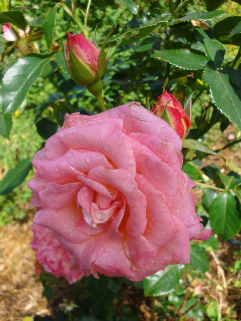 DSC07086.JPG