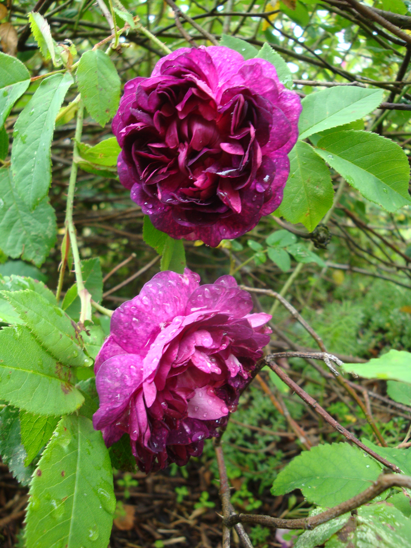 DSC07251.JPG