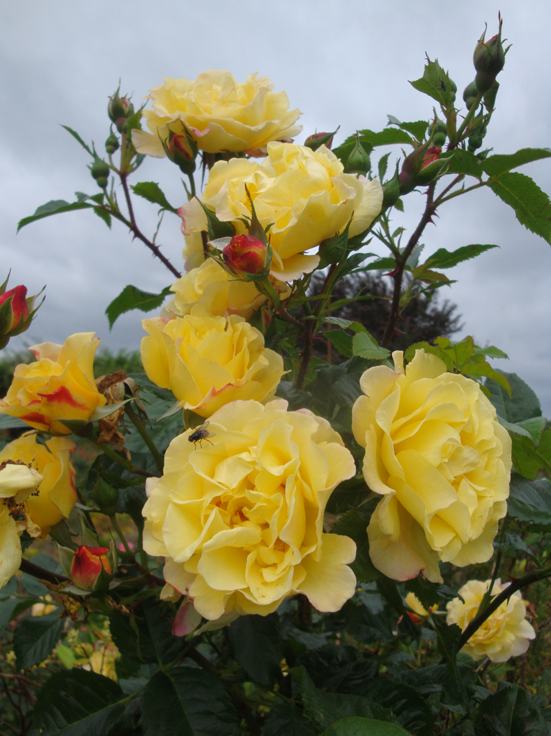 DSC07450.JPG